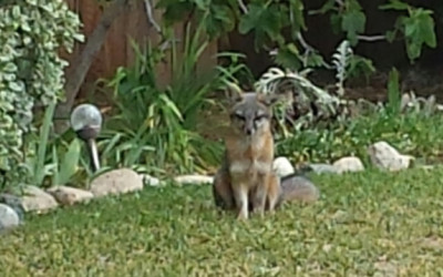 A Family of Foxes