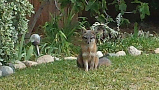 A Family of Foxes